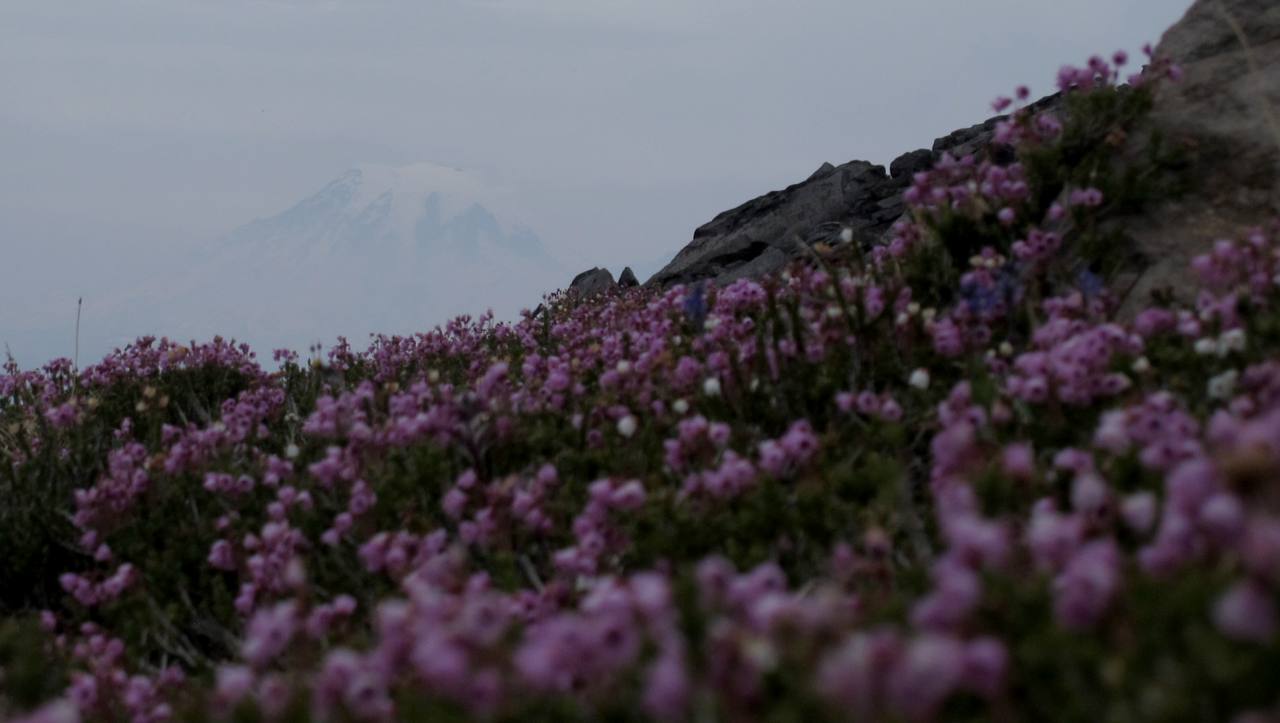 Rainier and some heather in the Goat Rocks.